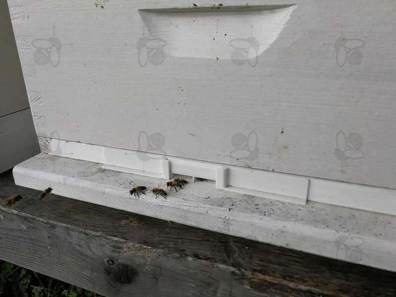 Bienen Räuberei