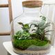 Wast ist ein Flaschengarten? Ein Ökosystem mit Pflanzen im Glas